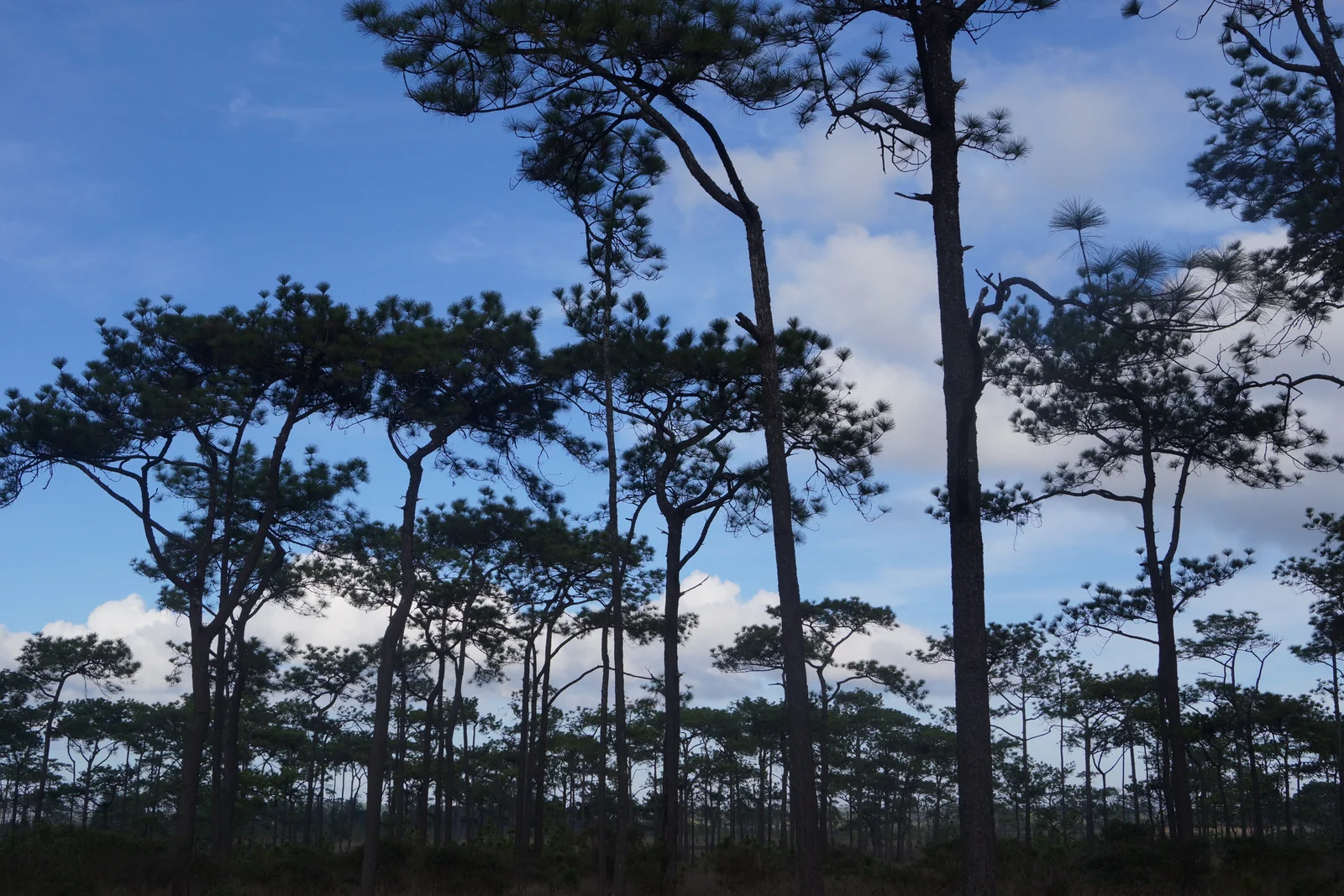 pines, up on the plateau